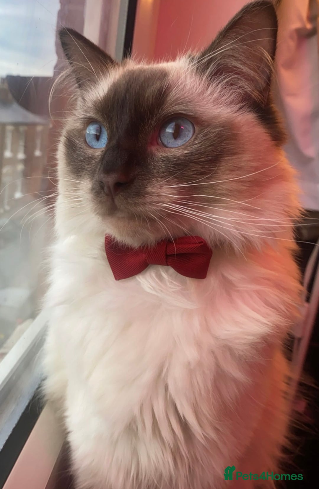 Ragdoll cats for sale: Dreamy Purebred Ragdoll Kittens - Advert 8