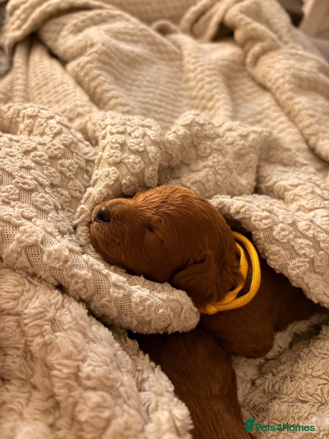 Cockapoo dogs for sale: 4 Stunning Fox Red F1b Toy Cockapoos  - Advert 21