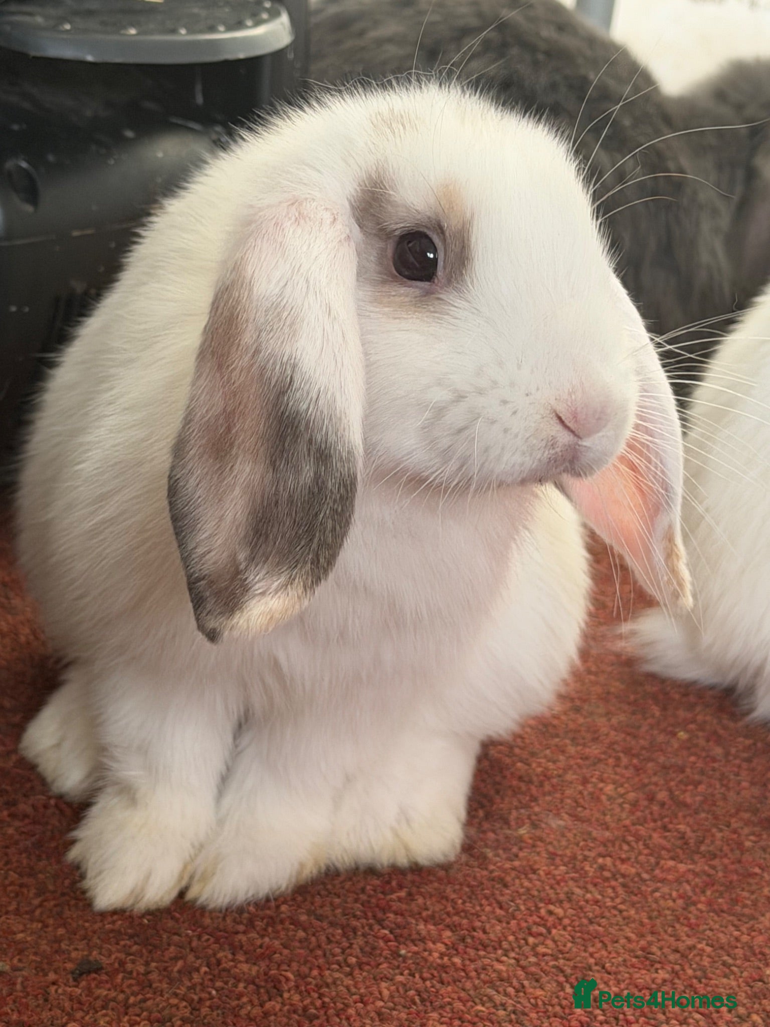Mixed Breed rabbits Pudding 🐰 - Advert 2