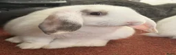 Mixed Breed rabbits for sale: Pudding 🐰 - Advert 2