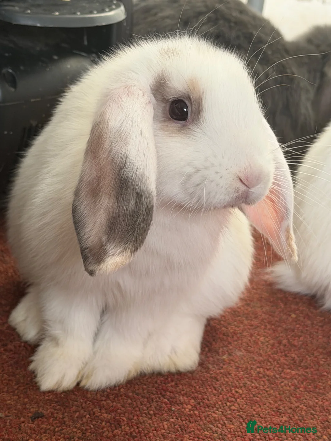 Mixed Breed rabbits for sale: Pudding 🐰 - Advert 2