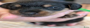 Mixed Breed 2