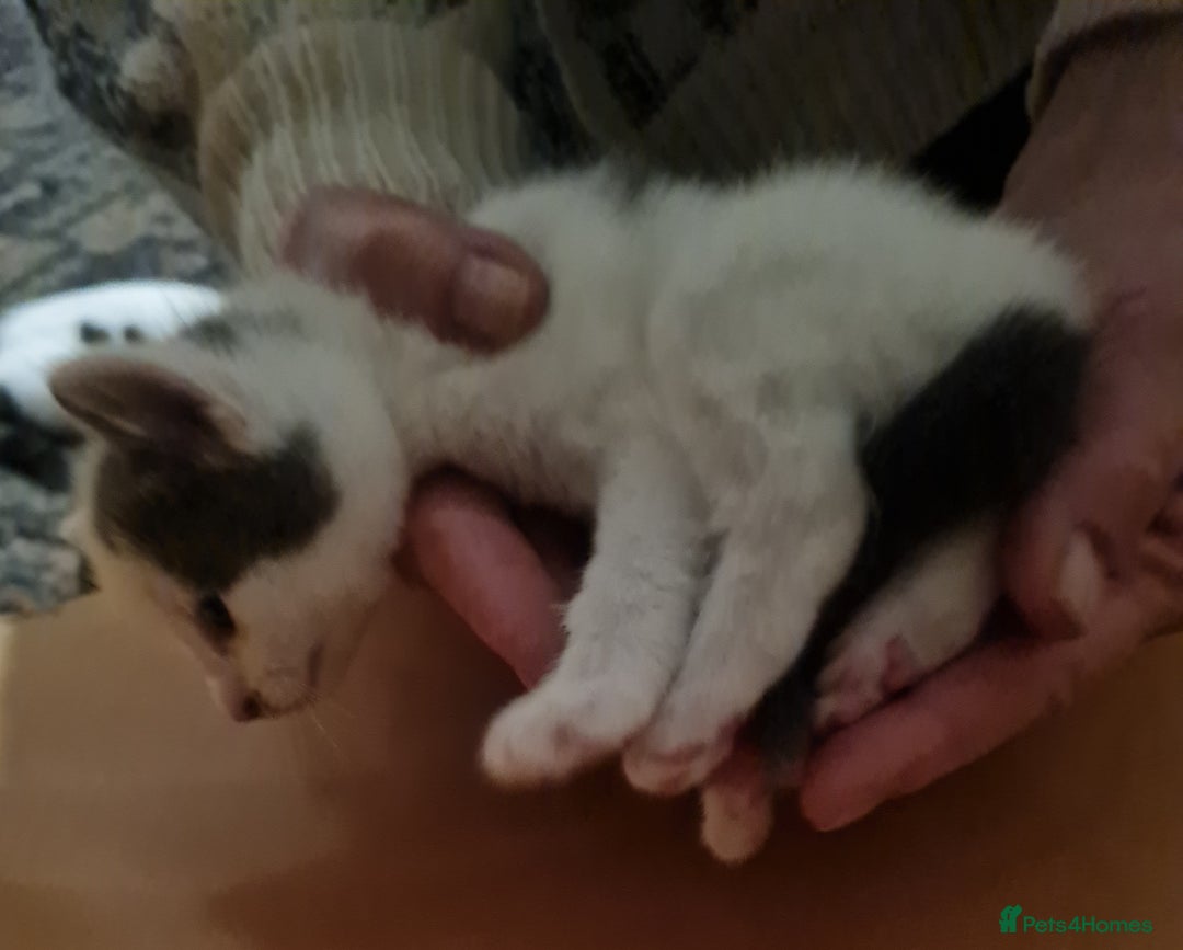 Mixed Breed cats for sale: 5 Adorable Kittens - Advert 10