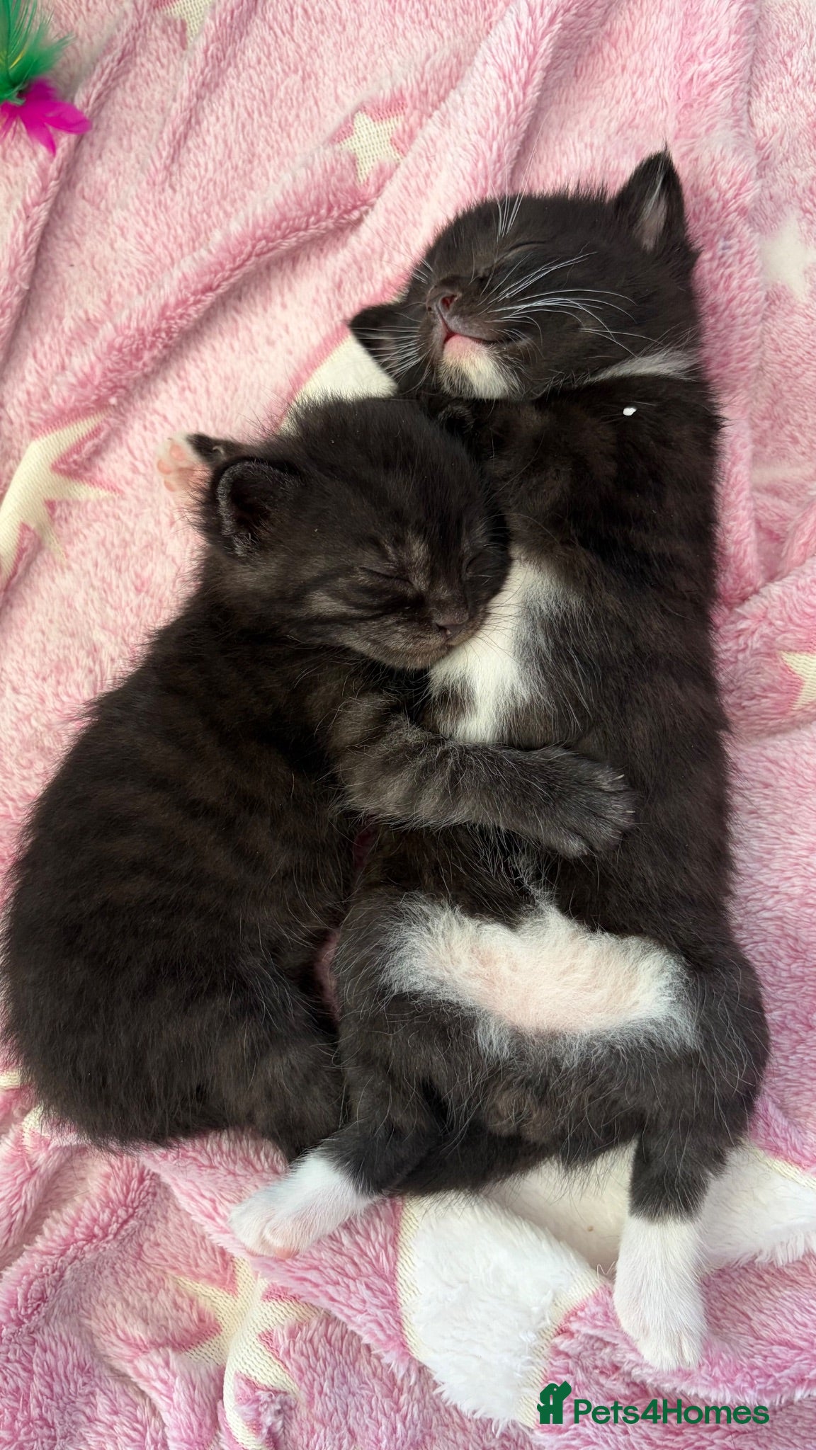 Mixed Breed cats Mother cat and three kittens  - Advert 3