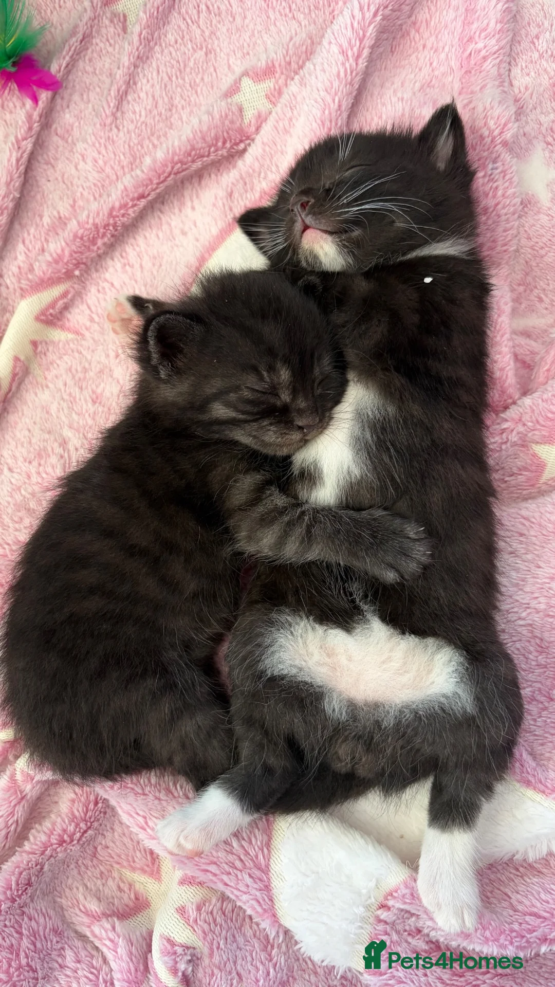 Mixed Breed cats for adoption: Mother cat and three kittens  - Advert 1