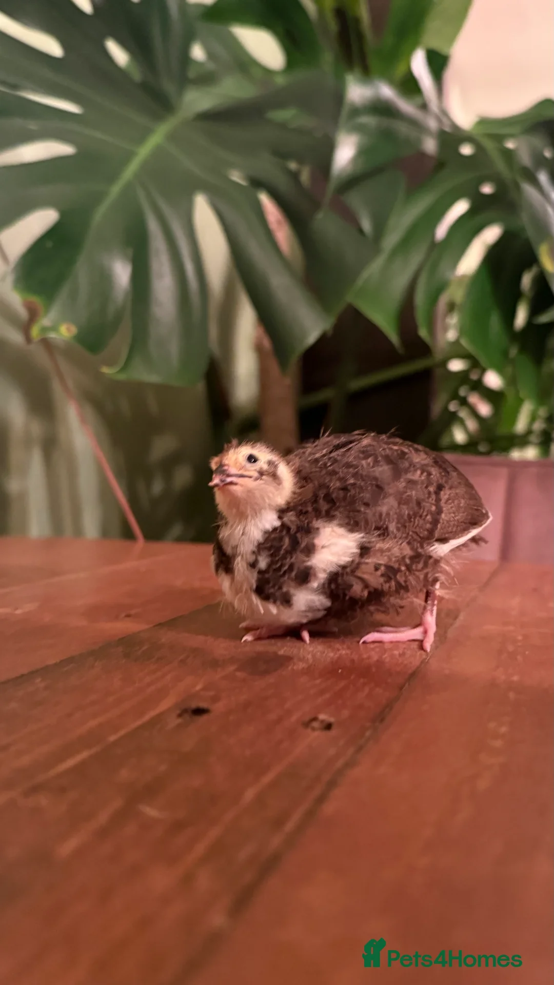 Quail poultry for sale: 🩵Celadon Coturnix quail chicks 💙 - Advert 7