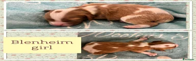 Blenheim girl