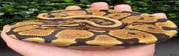 Python Snake reptiles for sale: Juvenile ball pythons - Advert 3