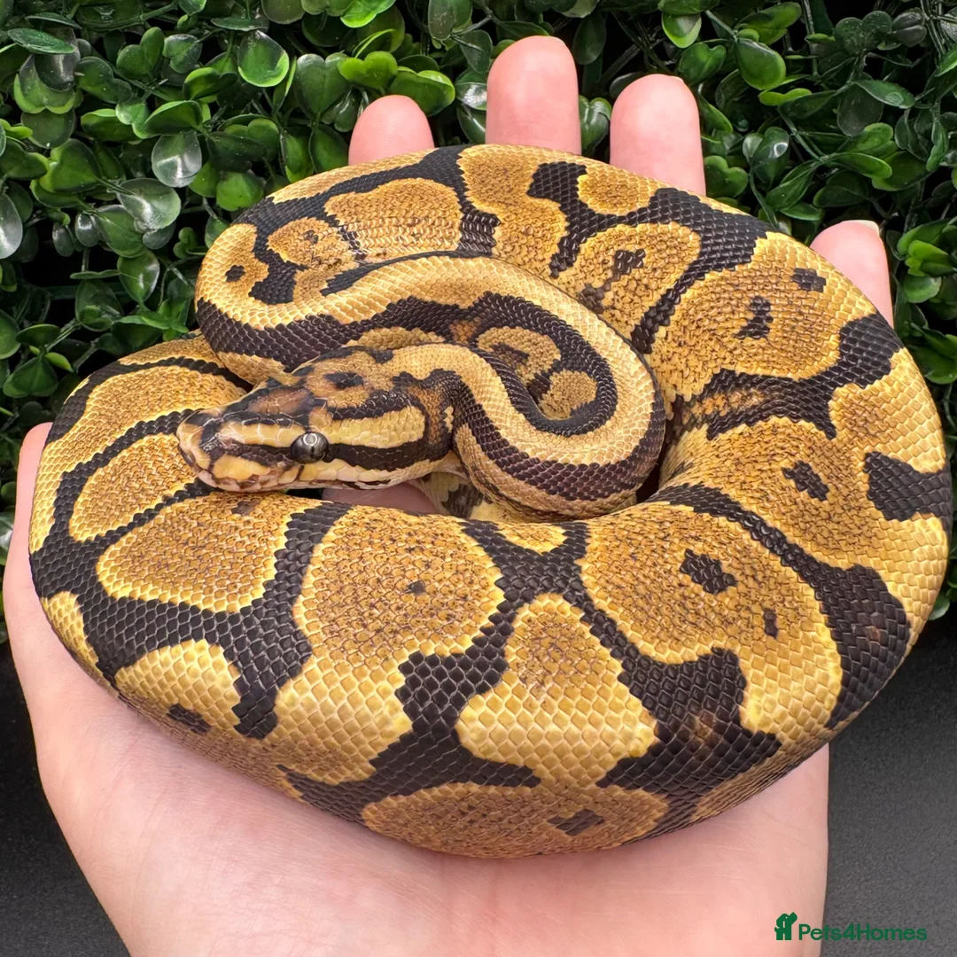 Python Snake reptiles for sale: Juvenile ball pythons - Advert 3