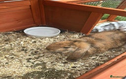 Angora rabbits for sale: 2 male rabbits  - Image 2