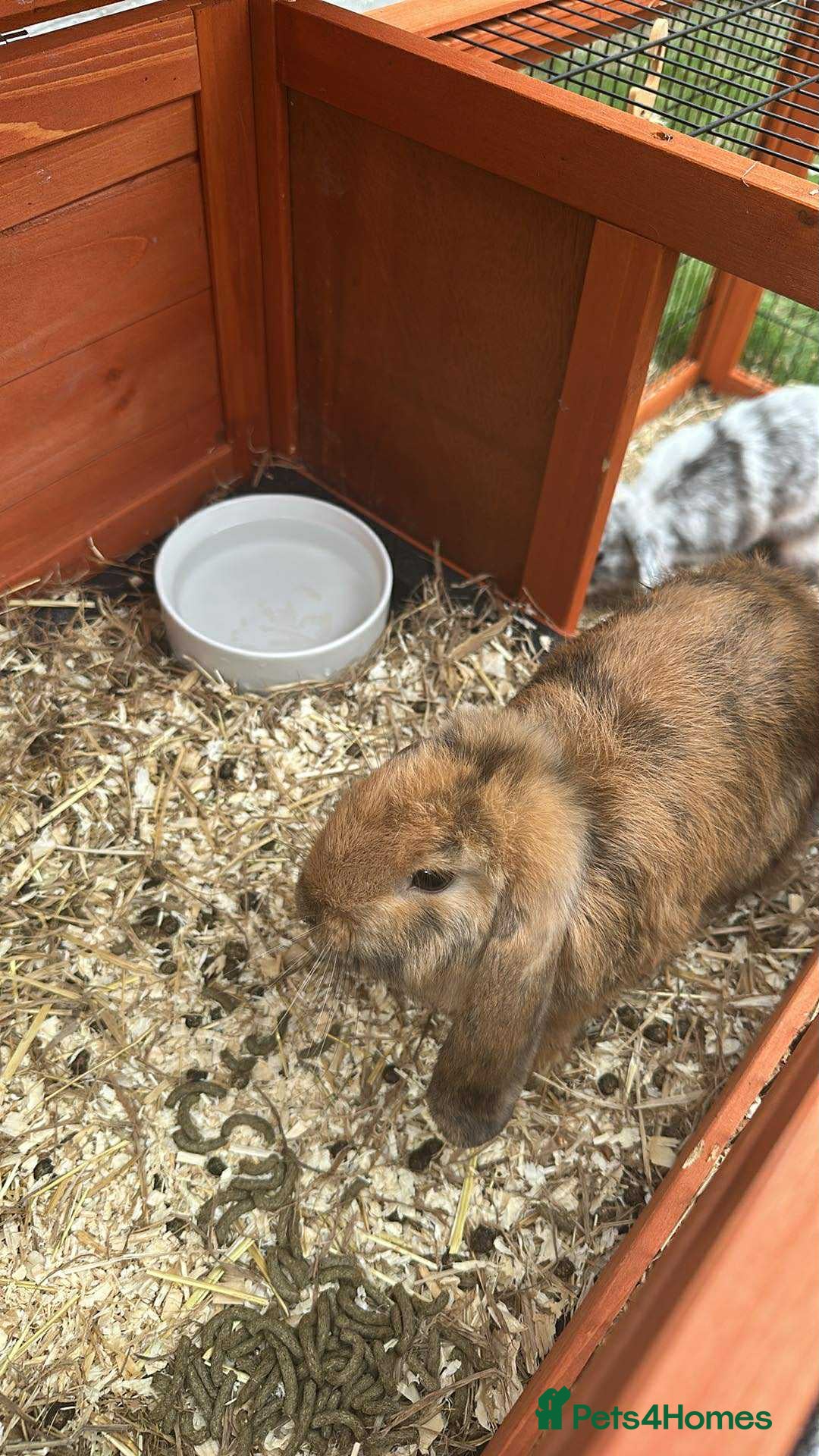Angora rabbits for sale: 2 male rabbits  - Image 2