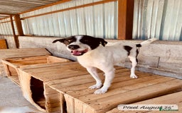 Mixed Breed dogs for adoption: Pixel, 3-4 yrs old. Available for adoption. - Image 21