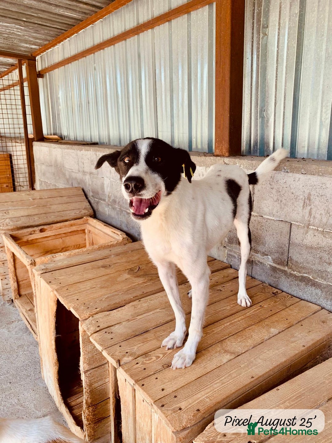 Mixed Breed dogs for adoption: Pixel, 3-4 yrs old. Available for adoption. - Image 21