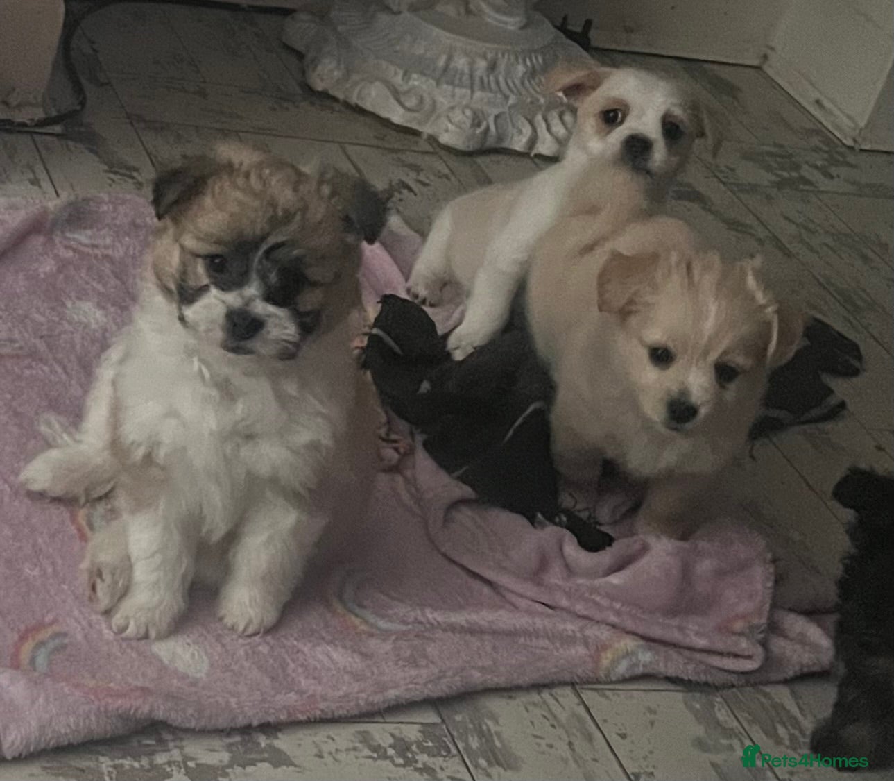 Mixed Breed dogs POMCHI X BABIES READY TO GO  - Advert 16