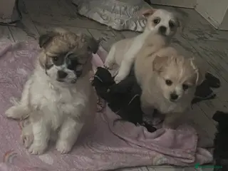 Mixed Breed dogs POMCHI X BABIES READY TO GO - Advert 16