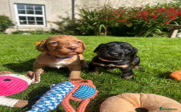 Cocker Spaniel dogs - Advert 1