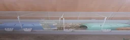 Guinea Pig rodents for sale: 2 stunning rare bonded male guinea pigs with cage in Nottingham - Advert 4
