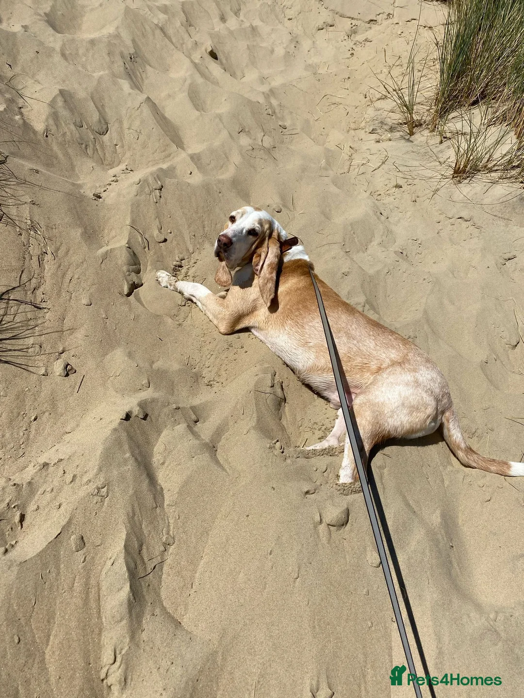 Mixed Breed dogs for adoption: Lovely timid Sabueso Hound for adoption - Advert 5