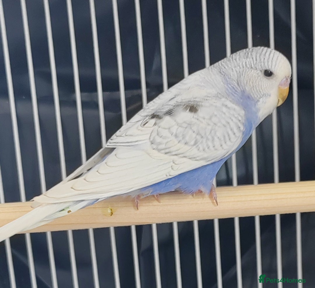 Budgerigars birds for sale: Beautiful Baby Budgies  - Image 2