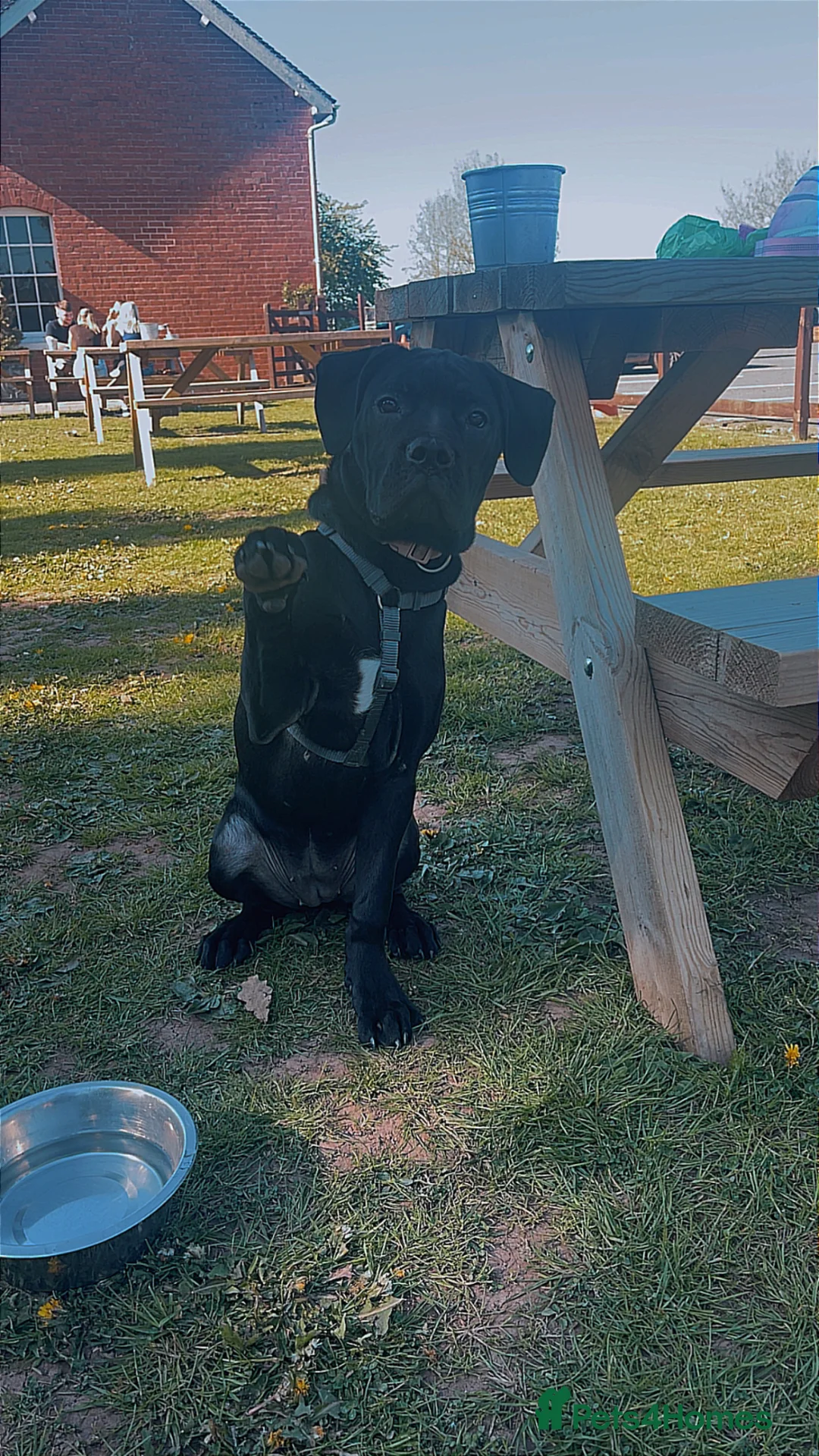 Mixed Breed dogs for sale: Panther in Leominster - Advert 2