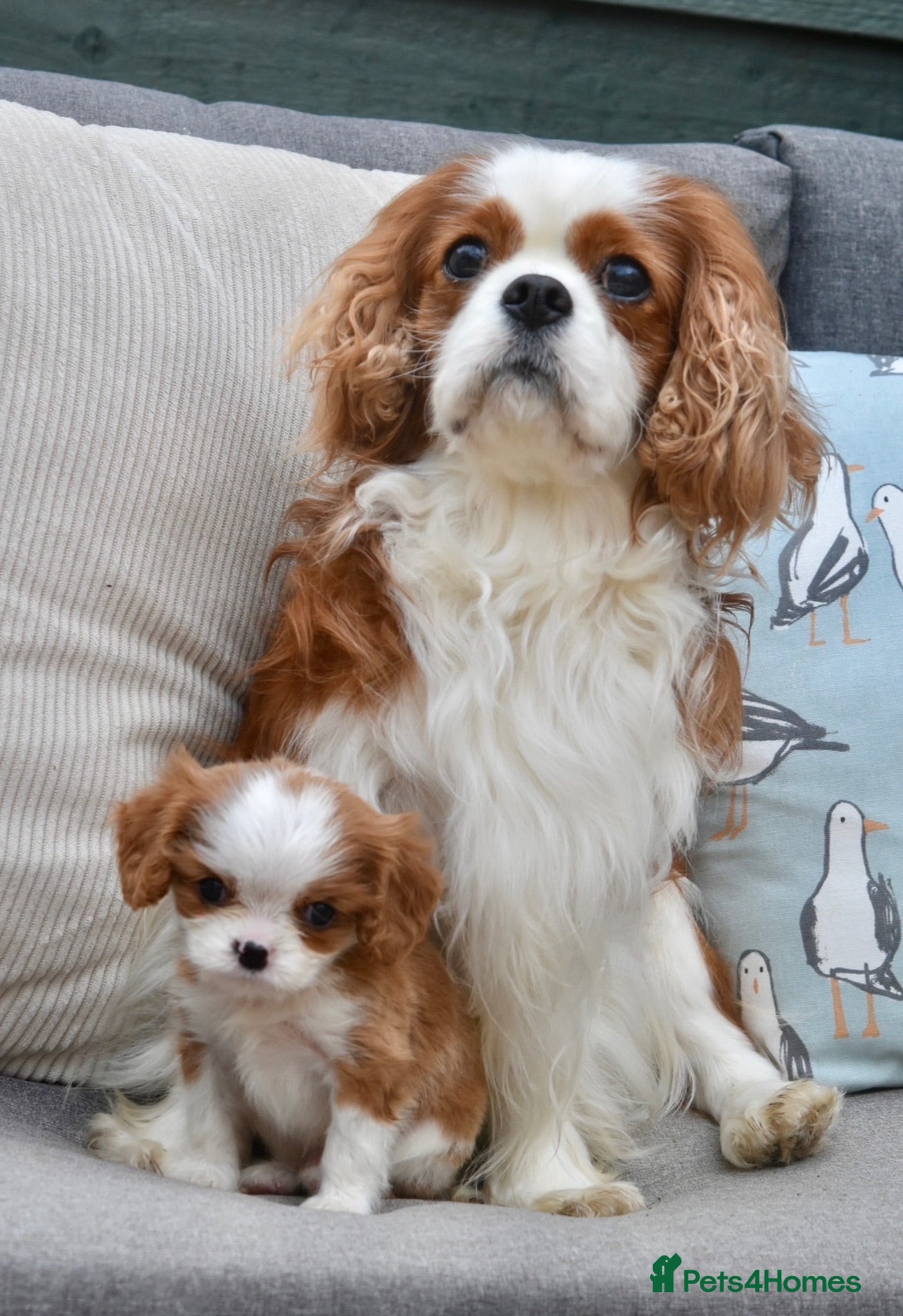 Cavalier King Charles Spaniel dogs Little Tiny Cavalier Available ❤️🐶 - Advert 1