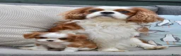 Cavalier King Charles Spaniel dogs for sale: Little Tiny Cavalier Available ❤️🐶 - Advert 1
