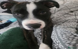 Mixed Breed dogs for sale: For sale  - Image 6