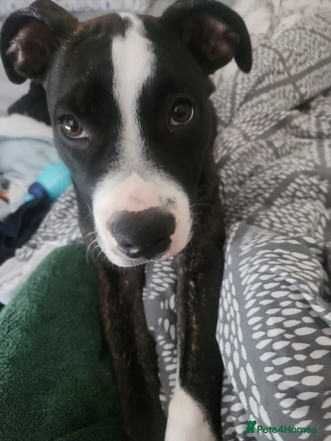 Mixed Breed dogs for sale: For sale  - Image 6