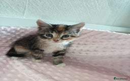 Maine Coon cats for sale: Mainecoon kittens  - Image 9