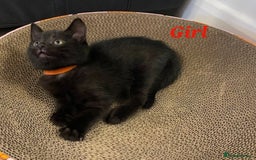Domestic Shorthair cats for sale: 7 beautiful kittens!!!🐈‍⬛🐈‍⬛🐈‍⬛ - Image 25