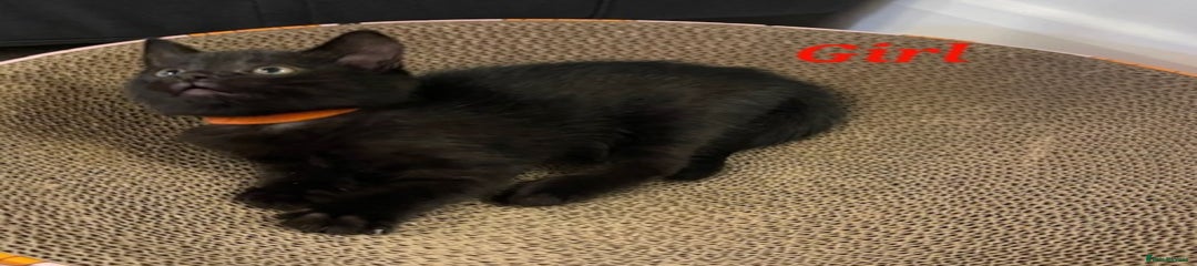 Domestic Shorthair Kitten 7