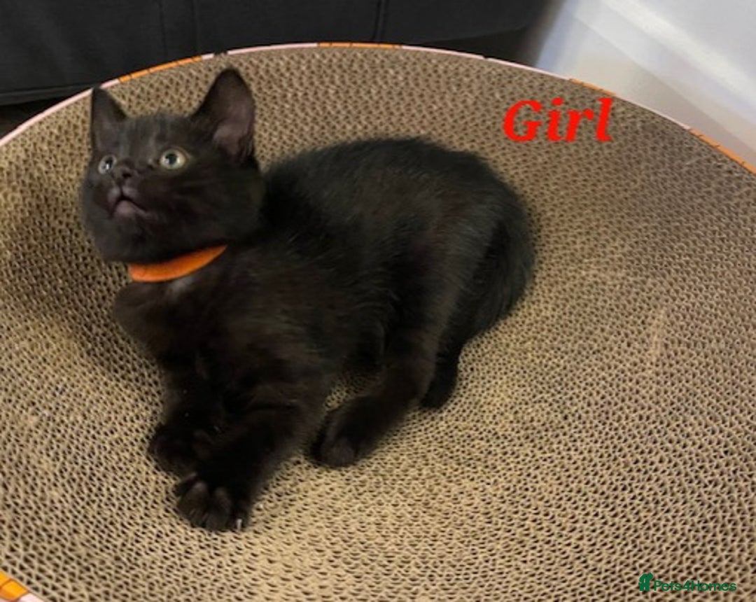 Domestic Shorthair cats for sale: 7 beautiful kittens!!!🐈‍⬛🐈‍⬛🐈‍⬛ - Image 25