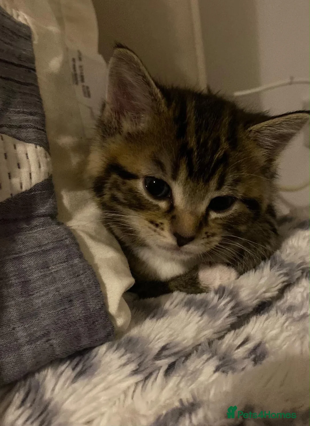 Mixed Breed cats for sale: Kittens ready to go! - Advert 11