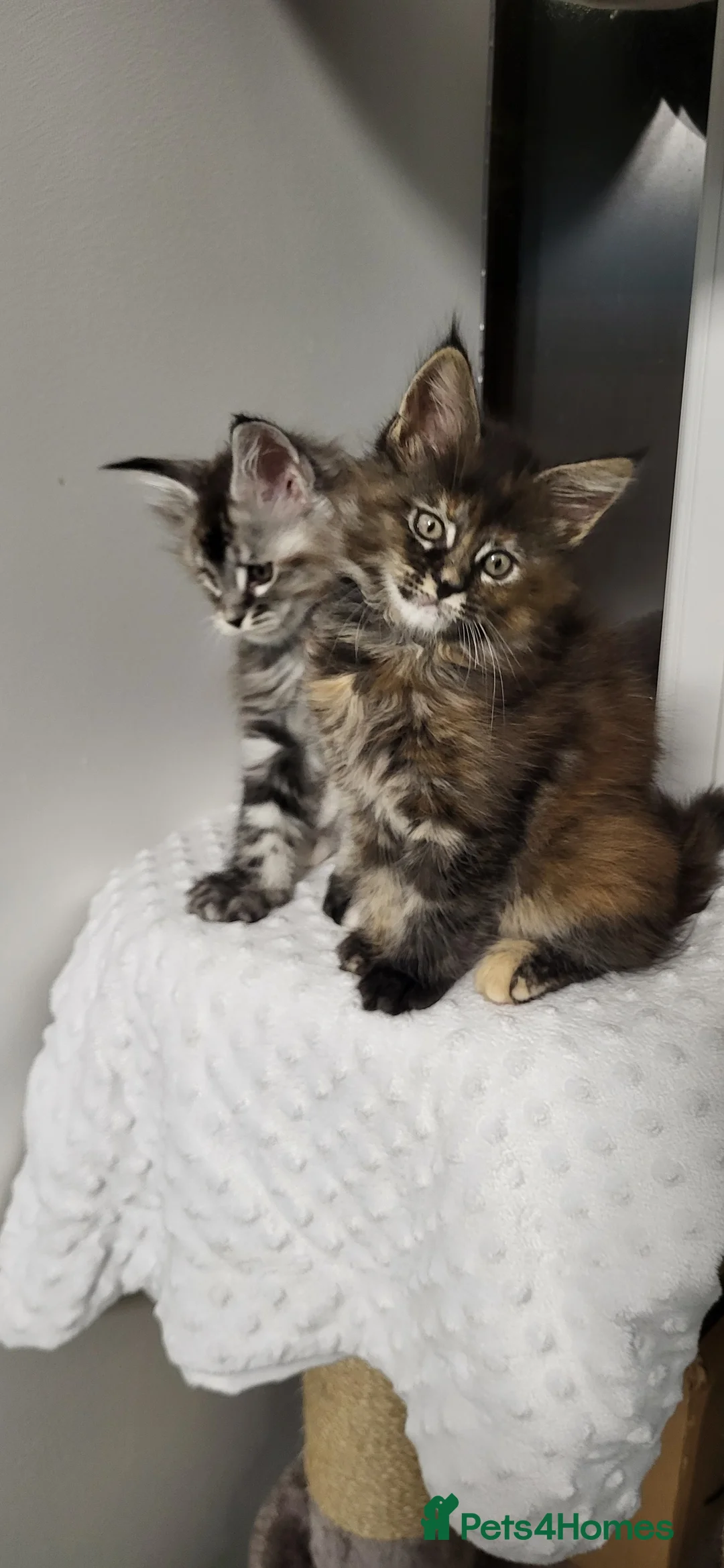 Maine Coon cats for sale: GCCF - Maine Coon Kittens - Advert 14