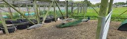 Peafowl poultry for sale: Peafowl for sale White & Blue - Advert 5