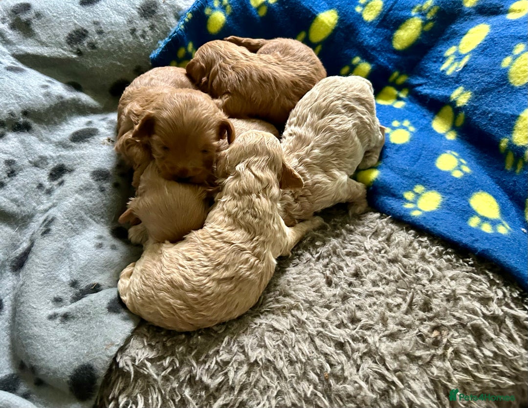 Maltipoo dogs for sale: ✨ Maltipoo Puppies Looking for Forever Homes! ✨ - Image 10