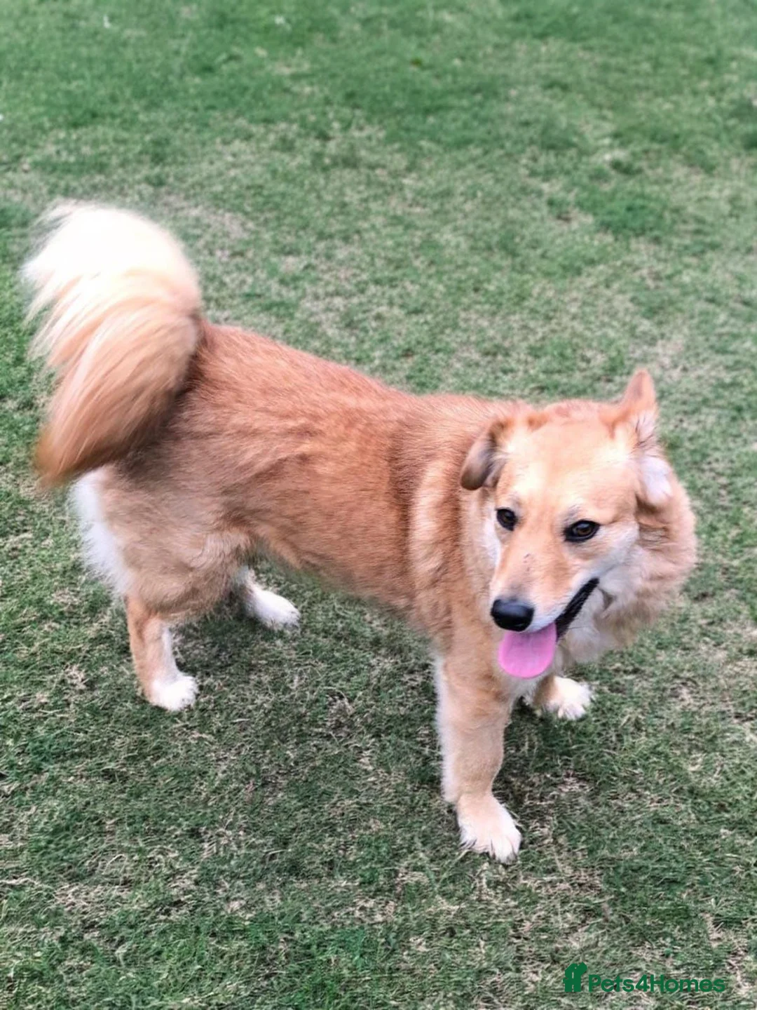 Mixed Breed dogs for adoption: Myla  in Beverley - Advert 2