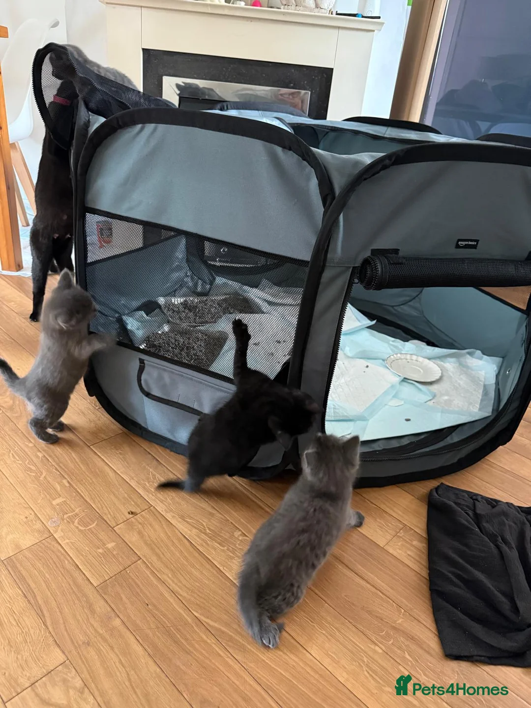 Mixed Breed cats for sale: Lovely kittens for sale in Morden - Advert 8