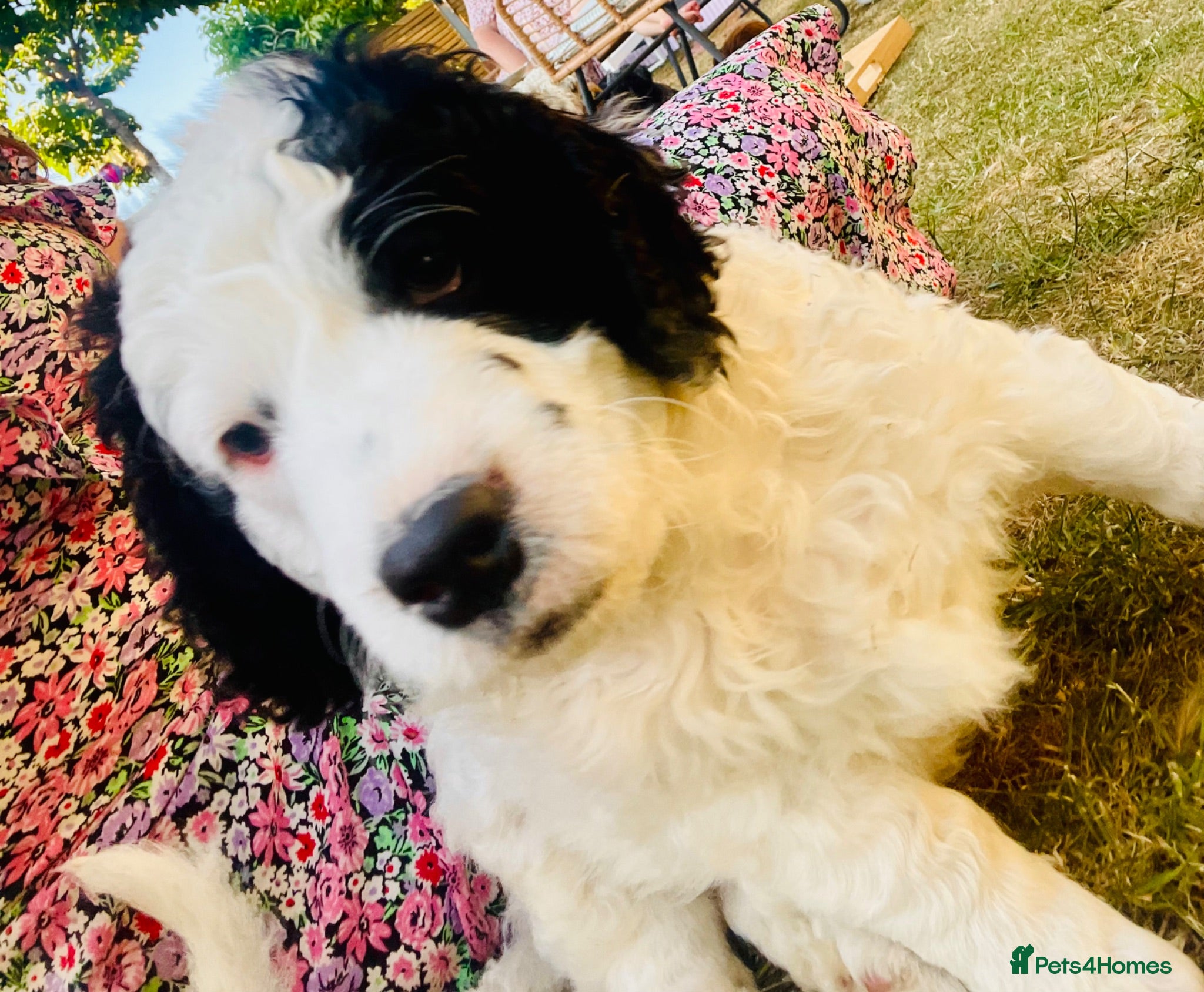 Cockapoo dogs Ready soon! Can be flexible on collection date  - Advert 18