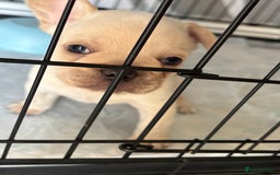 French Bulldog dogs for sale: White French bulldogs puppies  - Image 5
