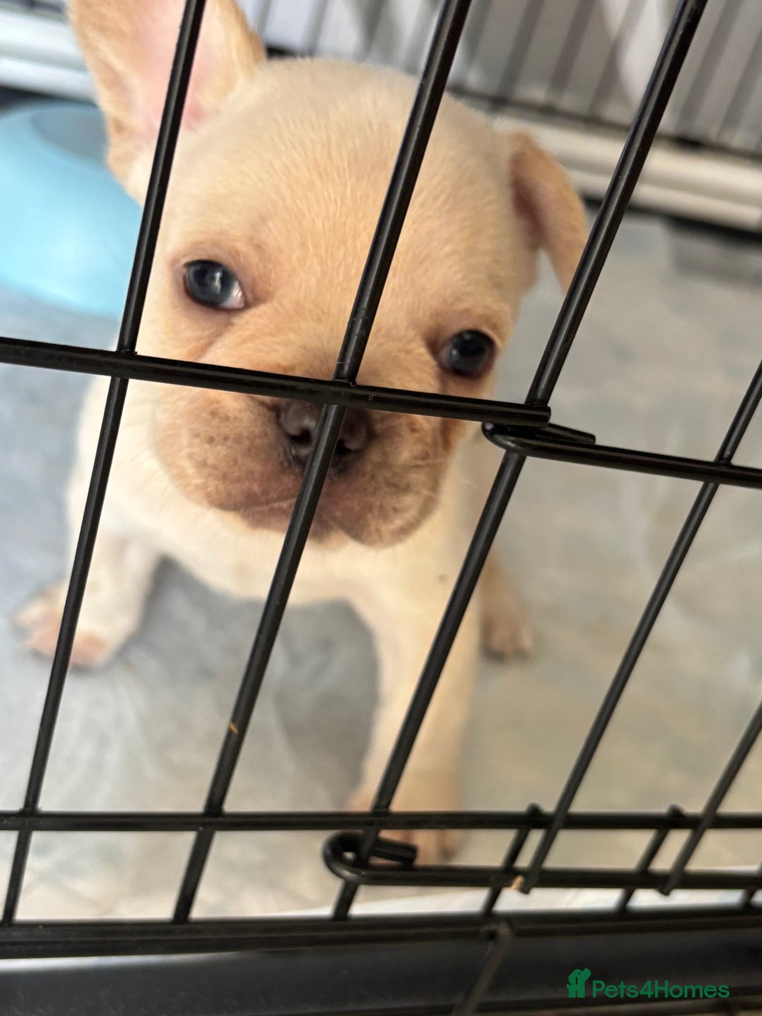 French Bulldog dogs for sale: White French bulldogs puppies  - Image 5