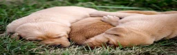 Labrador Retriever dogs for sale: Elite Litter: KC Registered Fox Red Labrador Pups - Advert 18