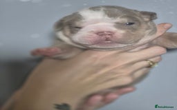 English Bulldog dogs for sale: Beautiful Litter Of New English Bulldog Puppies - Image 20