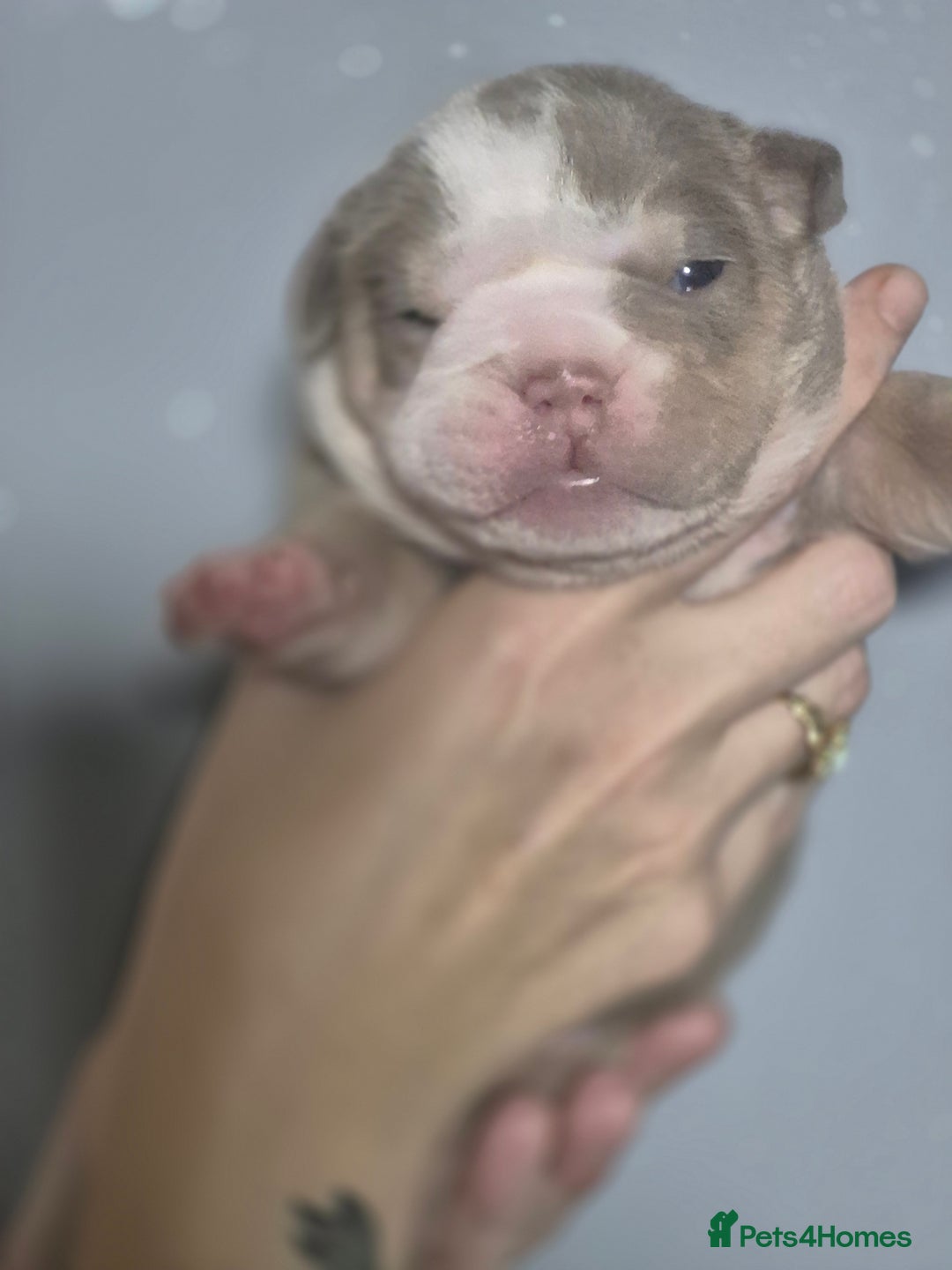 English Bulldog dogs for sale: Beautiful Litter Of New English Bulldog Puppies - Image 20