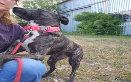 Mixed Breed dogs for adoption: A Beautiful and Gentle Girl - for a Loving Home - Image 38