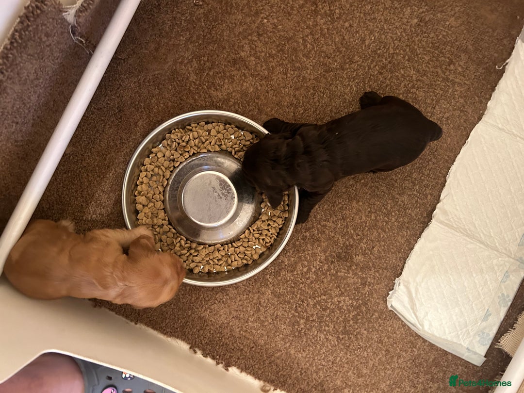 Cocker Spaniel dogs for sale: 🐾🐶 SHOW TYPE COCKER SPANIELS🐶🐾 - Image 20