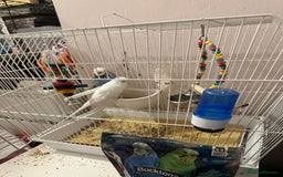 Budgerigars birds for sale: Pair of budgies including full cage set up  - Image 1