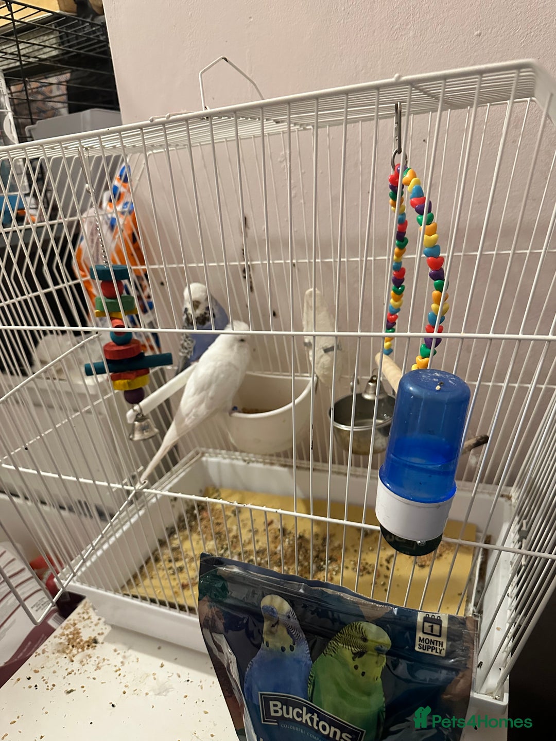 Budgerigars birds for sale: Pair of budgies including full cage set up  - Image 1