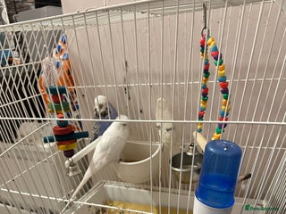Budgerigars birds - Advert 37