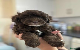 Sheepadoodle dogs for sale: F1b mini sheepadoodles - Image 26